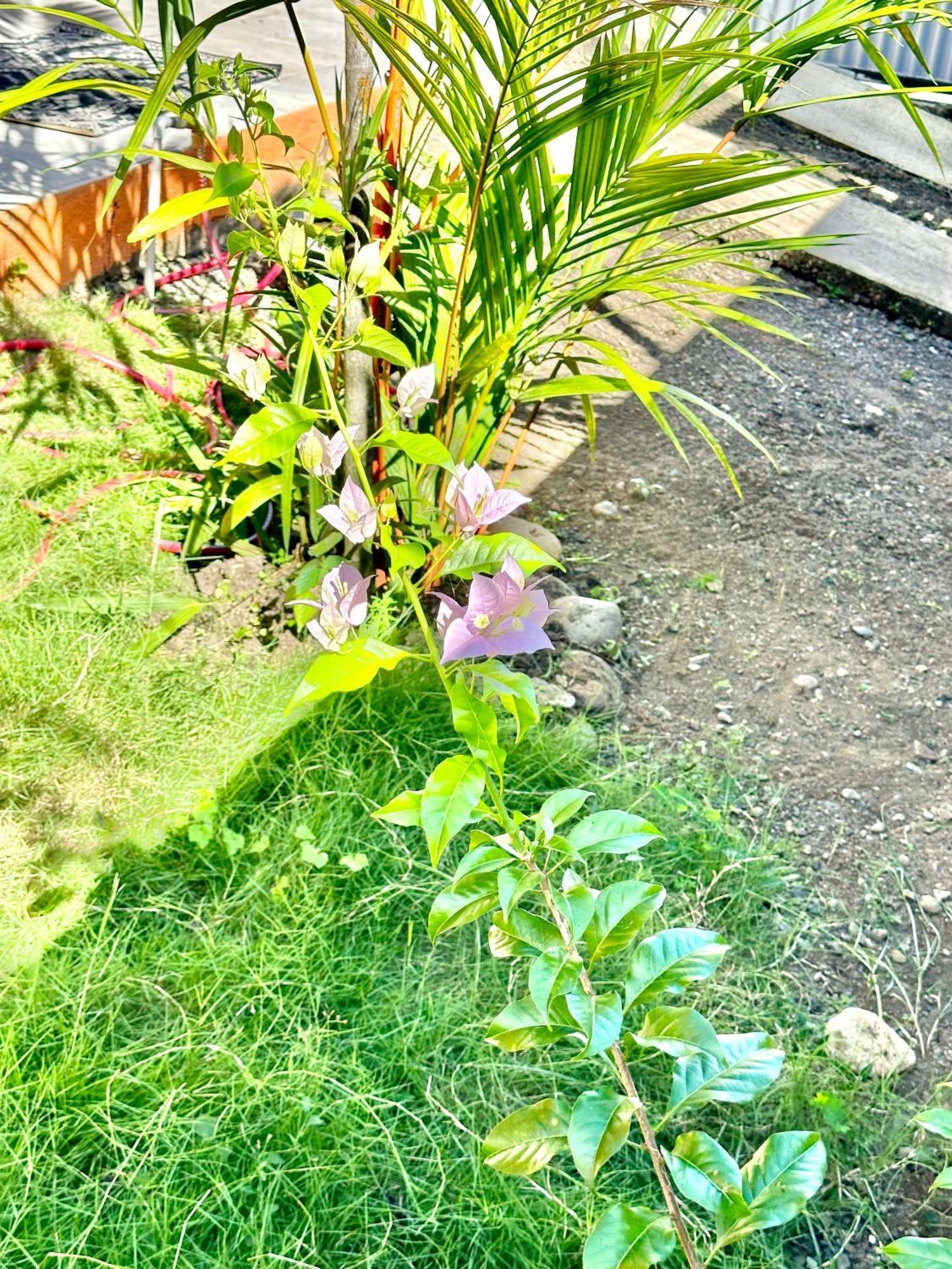 פאריטה Casa Paraiso Tropical מראה חיצוני תמונה