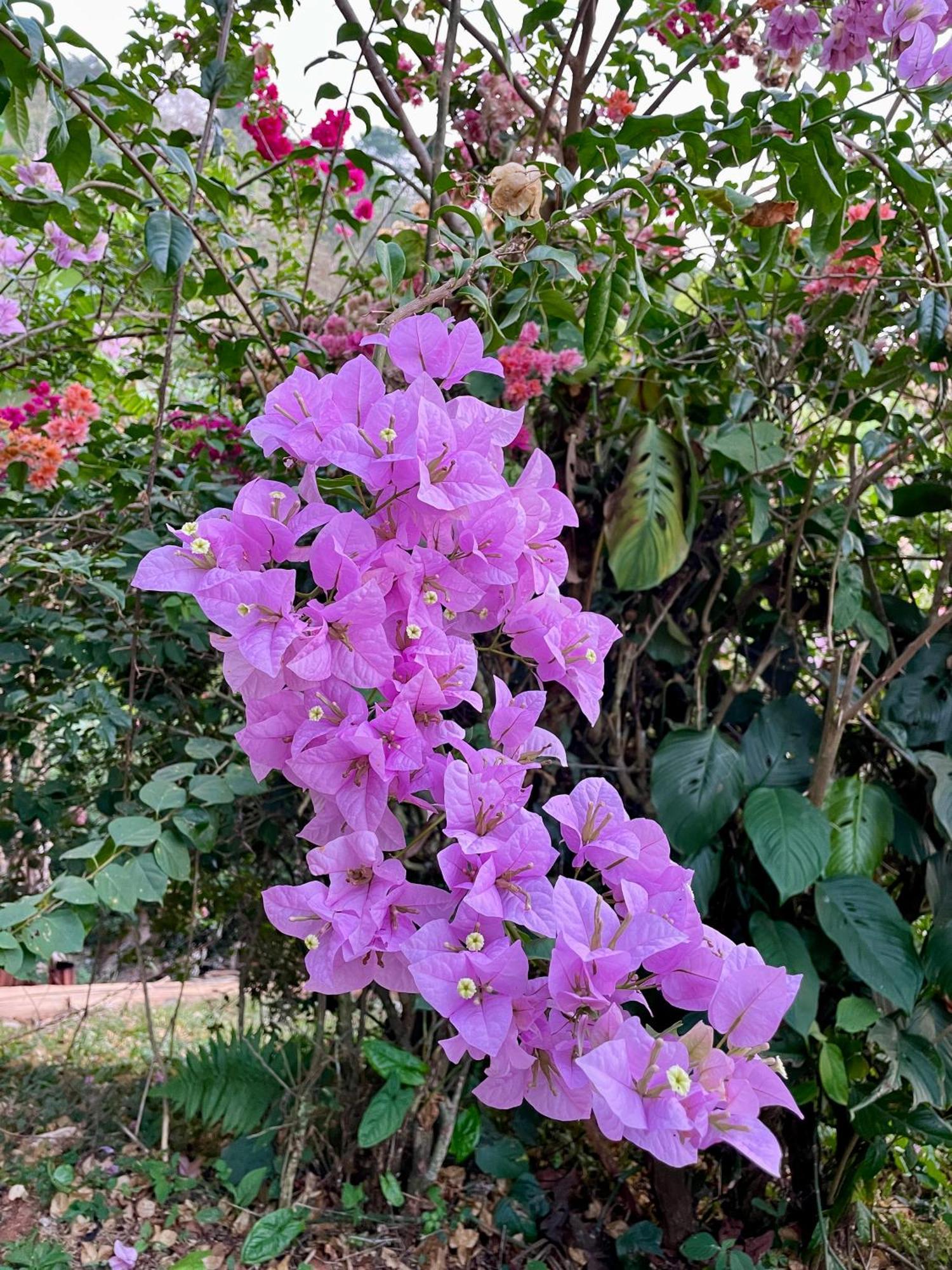 פאריטה Casa Paraiso Tropical מראה חיצוני תמונה
